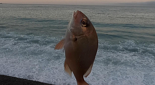 チャリコの釣果