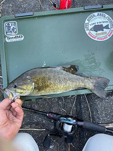 スモールマウスバスの釣果