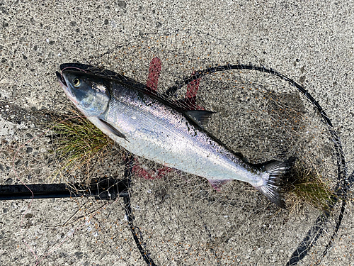 アキアジの釣果