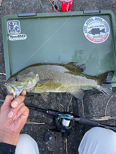 スモールマウスバスの釣果