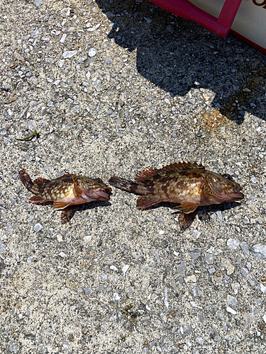 カサゴの釣果