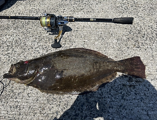 ヒラメの釣果