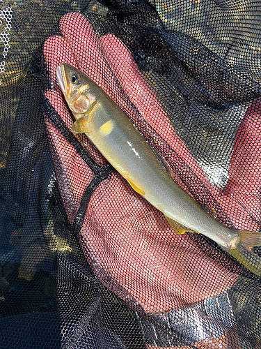 アユの釣果