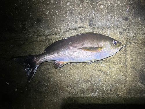 イサキの釣果