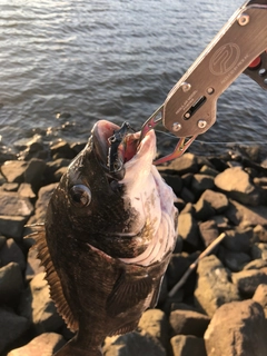 チヌの釣果