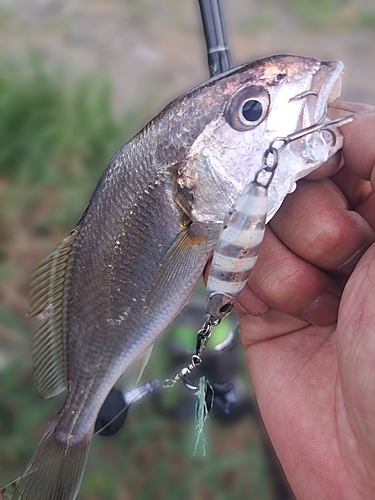 イシモチの釣果