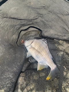 キビレの釣果