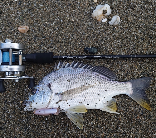 キビレの釣果