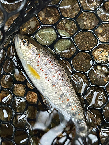 アマゴの釣果