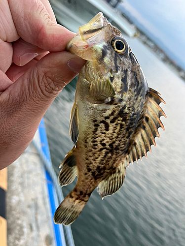 クロソイの釣果