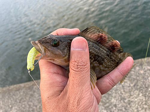アイナメの釣果