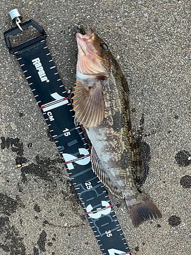 アイナメの釣果