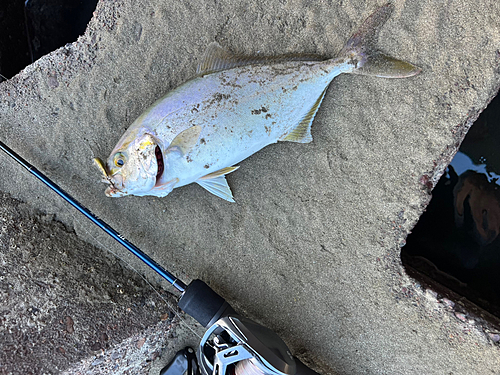 ネリゴの釣果