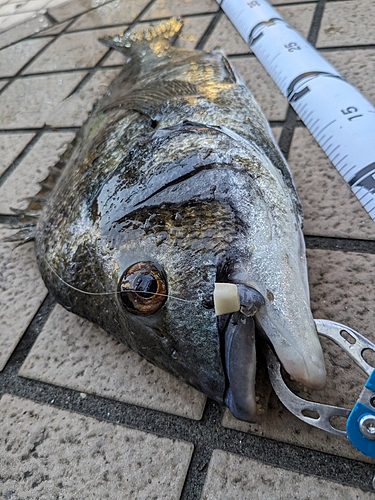 チヌの釣果