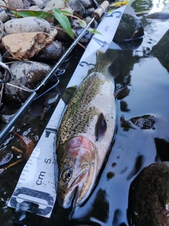 ニジマスの釣果