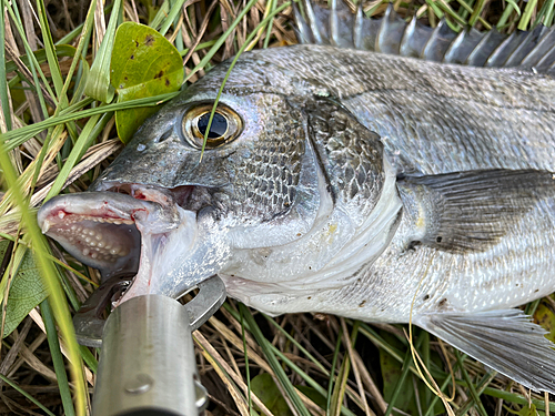 クロダイの釣果