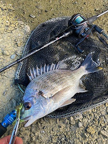 キビレの釣果