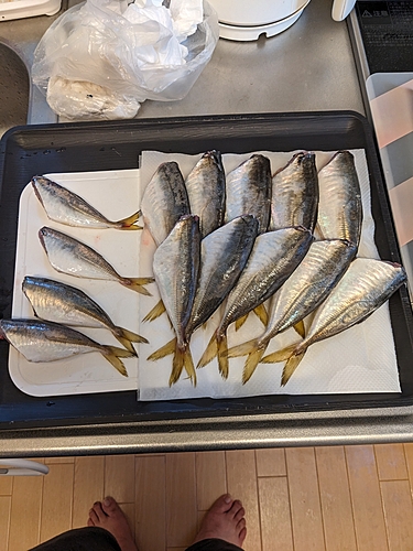 アジの釣果