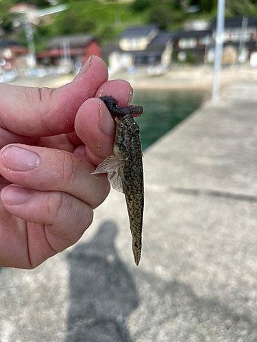 マハゼの釣果