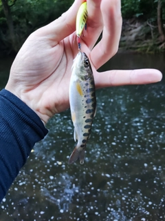 ヤマメの釣果