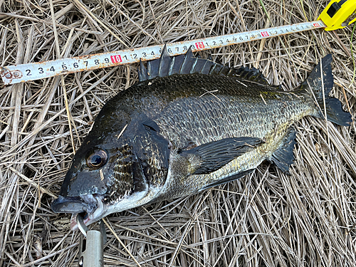 クロダイの釣果