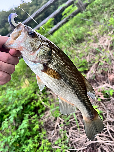 ラージマウスバスの釣果