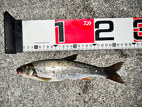 ウグイの釣果