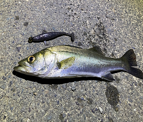 スズキの釣果