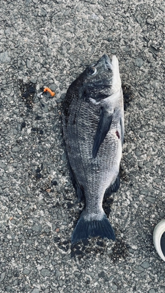 クロダイの釣果