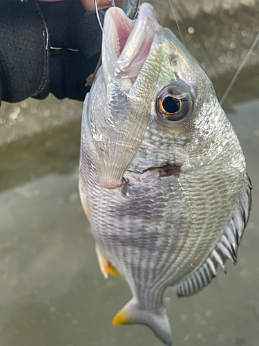 キビレの釣果