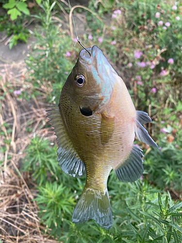 ブルーギルの釣果