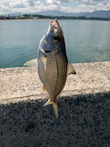 クロサギの釣果