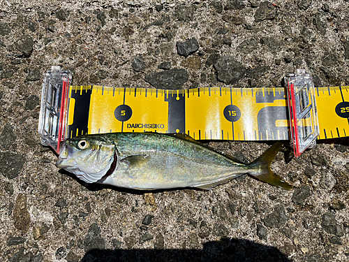 ツバスの釣果