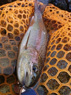 ニジマスの釣果