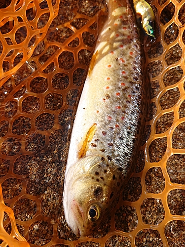 ブラウントラウトの釣果