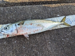サバの釣果