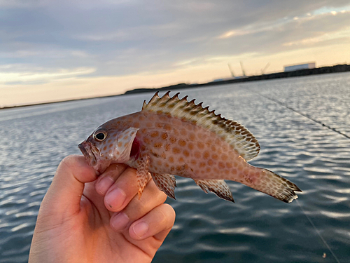 オオモンハタの釣果