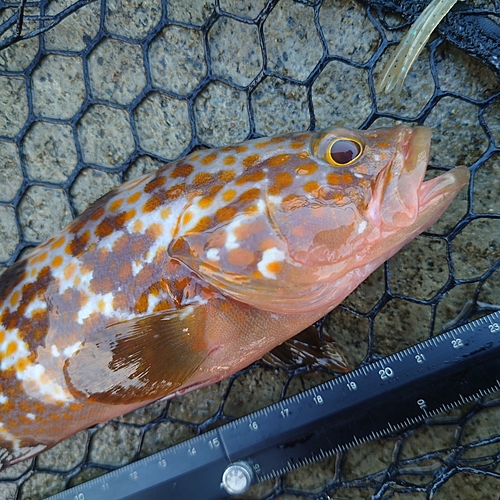 キジハタの釣果