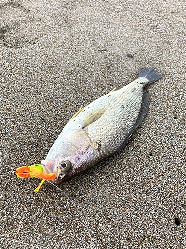 イシモチの釣果