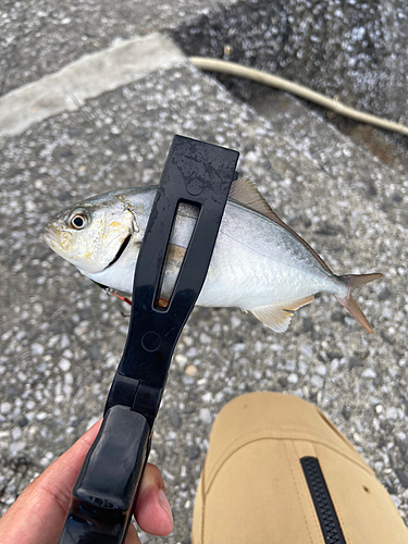 ショゴの釣果