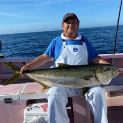 ヒラマサの釣果