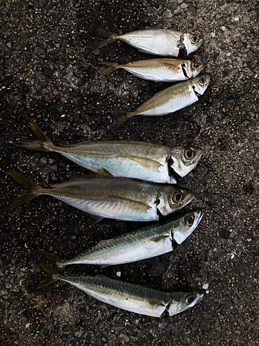 マアジの釣果