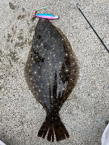 ソゲの釣果