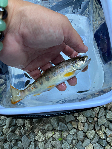 アマゴの釣果