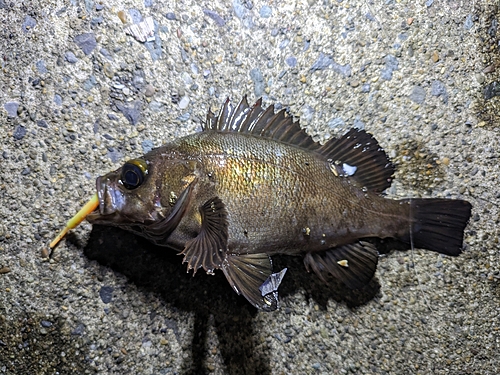 メバルの釣果