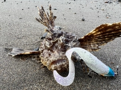 オニオコゼの釣果