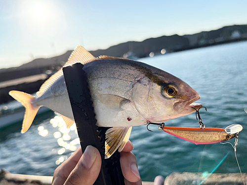 ショゴの釣果