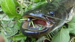 ナマズの釣果