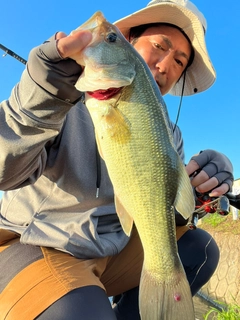 ブラックバスの釣果