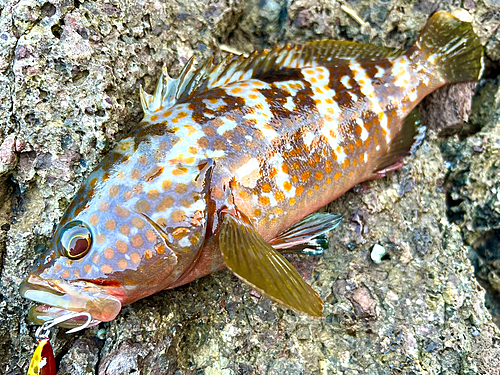 キジハタの釣果